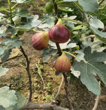 波姬红无花果,颜色红紫,个头大,甜度高