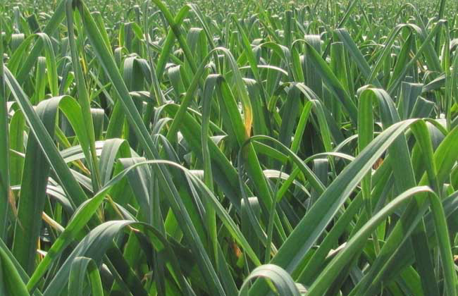 米里放大蒜田间长势