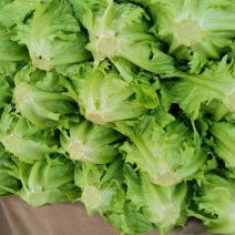 意大利生菜，品质保证，冷链保存运输，电商生鲜超市**