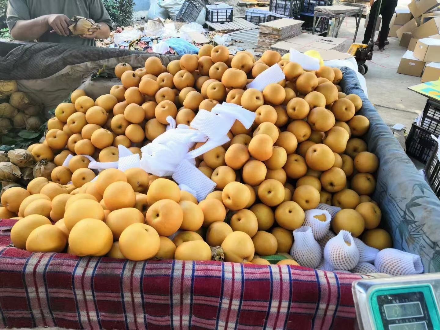 一位消费者在农贸市场水果摊前挑选水晶梨,手中拿着两颗不同大小的梨,正在对比颜色和形状,摊位上摆放着成筐的水晶梨,背景中有其他顾客和摊主,环境明亮整洁 市场挑选场景示意图