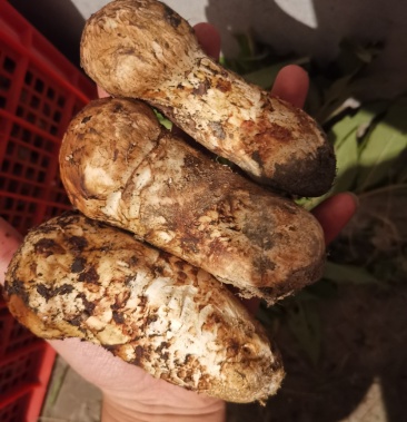 [松茸批发]九龙县松茸 肥壮价格60.00元/斤 - 一亩田