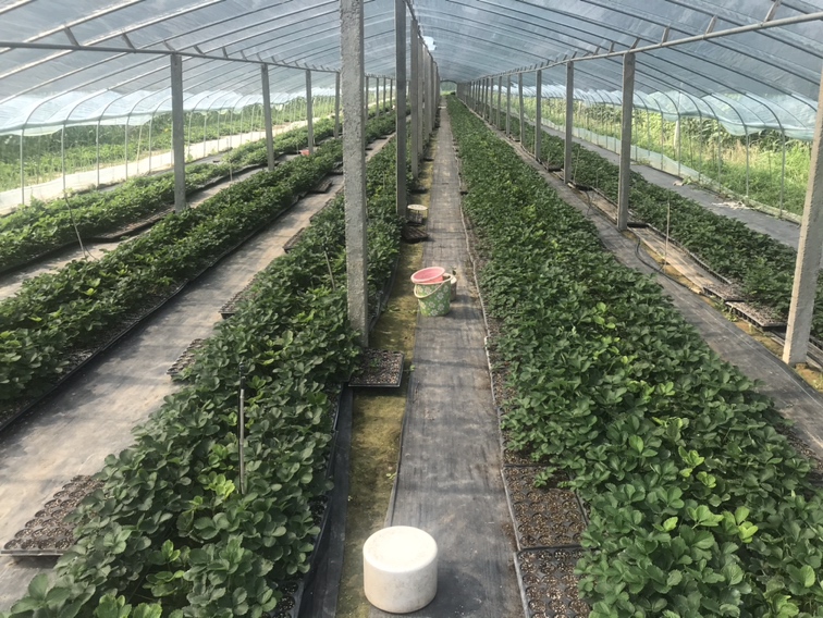 展示草莓A在现代化温室大棚中健康生长的状态,植株整齐,果穗分明 草莓A在温室大棚中整齐排列的植株