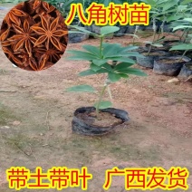 八角树树苗嫁接高产大红八角苗食用香料树苗带土带叶包邮广西