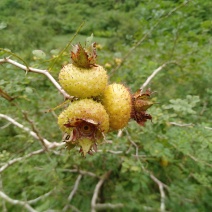 纯野生刺梨子
