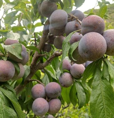 九寨沟高原脆红李又脆又甜的天然水果