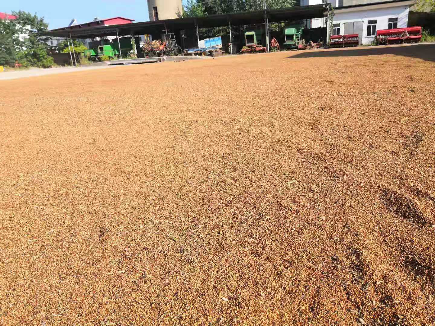 农机手驾驶自走式喷杆喷雾机对刚覆土的高粱田进行苗前封闭处理;喷头距地表50 cm,行走速度6 km/h,药液呈扇形雾状均匀覆盖垄面;背景可见新播高粱垄沟整齐,土壤湿润无龟裂 高粱田苗前封闭除草作业现场