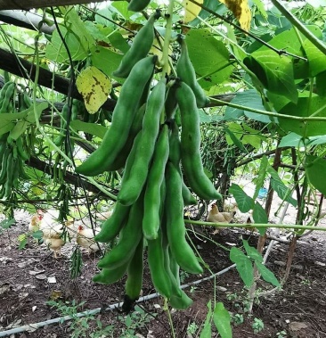 新鲜狗爪豆龙爪豆狗儿豆老虎豆
