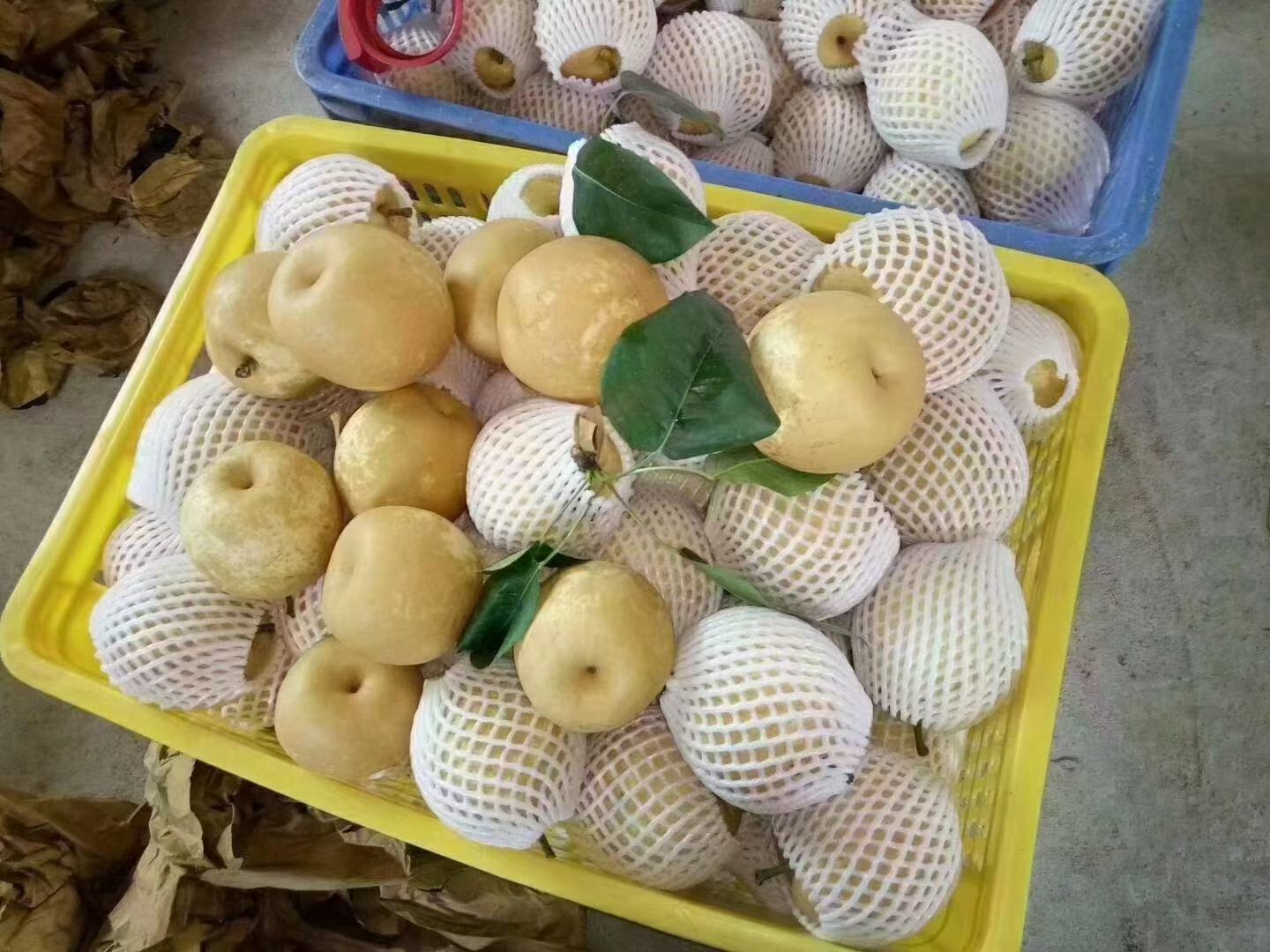 连州水晶梨采摘节活动现场