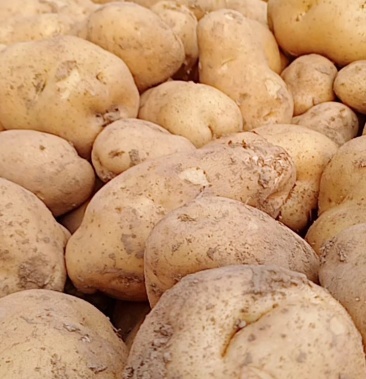 [226土豆批发]226价格0.45元/斤 - 一亩田