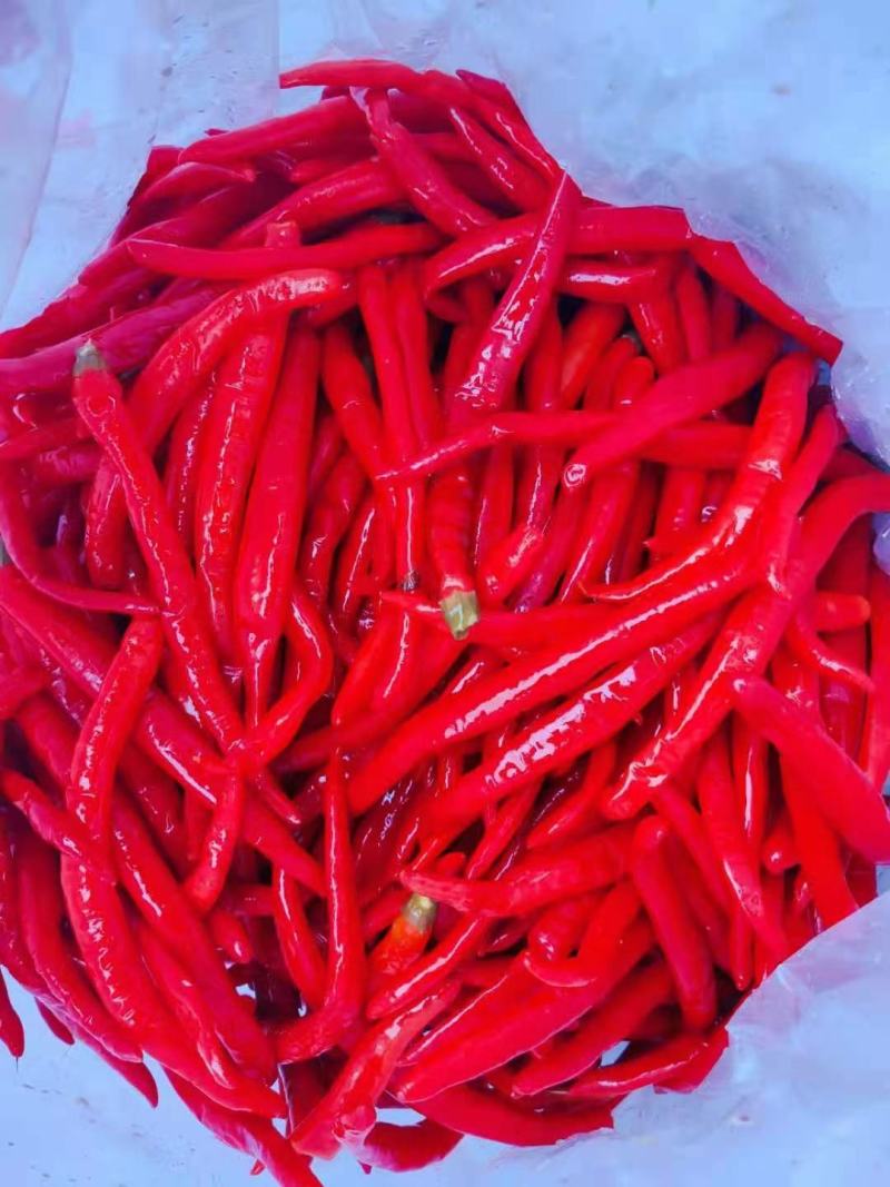 泡二荆条