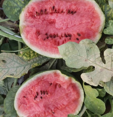 翠玲西瓜是北海春夏秋冬都在上的小西瓜欢迎您前来订购