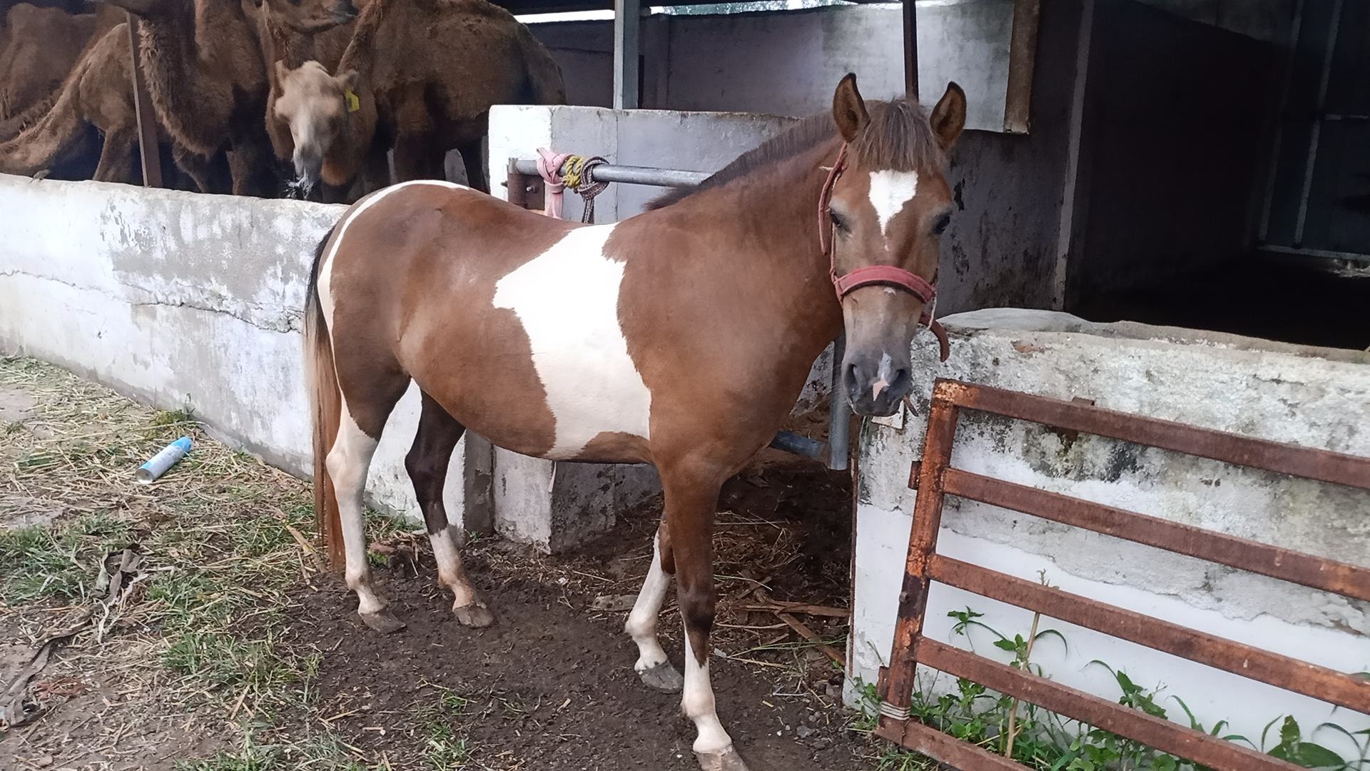 一匹德保矮马与小朋友亲密互动