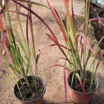 观赏日本血草水生植物净化水质耐热花园庭院绿植血茅草池塘边