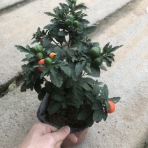 冬珊瑚四季果花卉盆栽吉庆果红珊瑚豆耐热耐寒多年生