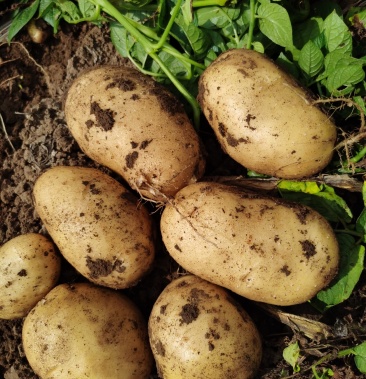 牛商优选希森六号土豆产地直发货优量足欢迎电话联系