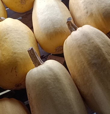 有没有需要的大量出售崇明特产黄金瓜.