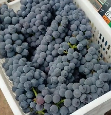 [葡萄批发]辽峰葡萄口感香甜价格0.60元/斤 - 一亩田