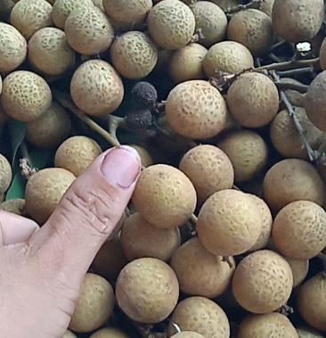 正中广东电白石侠龙眼个头大又甜绿色食品有机肥