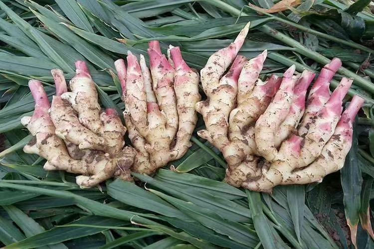 高清微距摄影:一株完整采收的红芽姜,根茎肥壮饱满,表皮浅黄泛蜡质光泽,顶部萌发3–5枚鲜红至紫红色嫩芽,芽长2–4cm,芽鞘紧实有光泽;根须洁净附少量湿润红壤,背景为晨雾缭绕的有机姜田,展现原生态种植场景 红芽姜新鲜带泥整株特写
