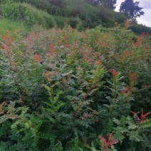 精品清香木袋苗基地直供