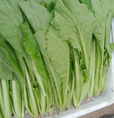 小白菜青梗小白菜叶菜现割现发可视频看菜