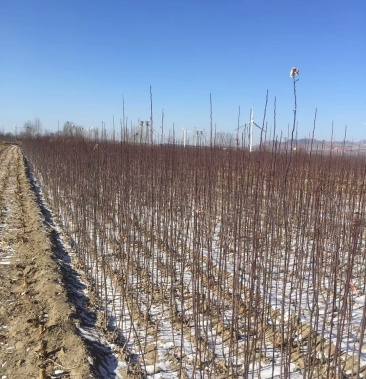 八棱海棠小苗 八棱海棠树之乡大量现货供应