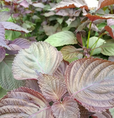 双面紫苏,支持药检.符合新版药典