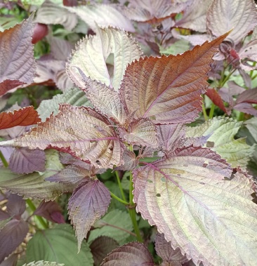 双面紫苏支持药检符合新版药典