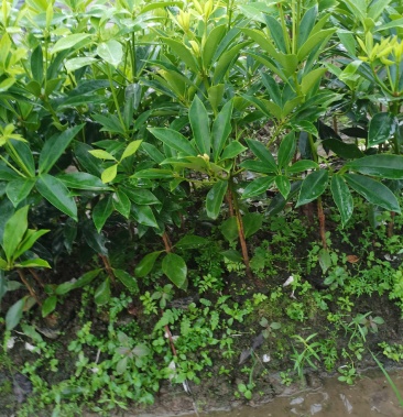 网红罗马品种八角矮化嫁接杯苗