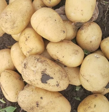 [尤金885土豆批发]尤金885价格0.60元/斤 - 一亩田