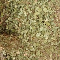 马蹄金，中药材马蹄金，