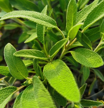 [鼠尾草种苗批发]茂生香草花卉食用鼠尾草价格4.00元/棵 - 一亩田