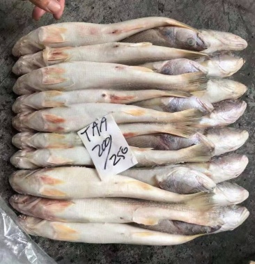 巴基斯坦三牙 全国发货 海鲜批发 物美价优 食堂 餐厅