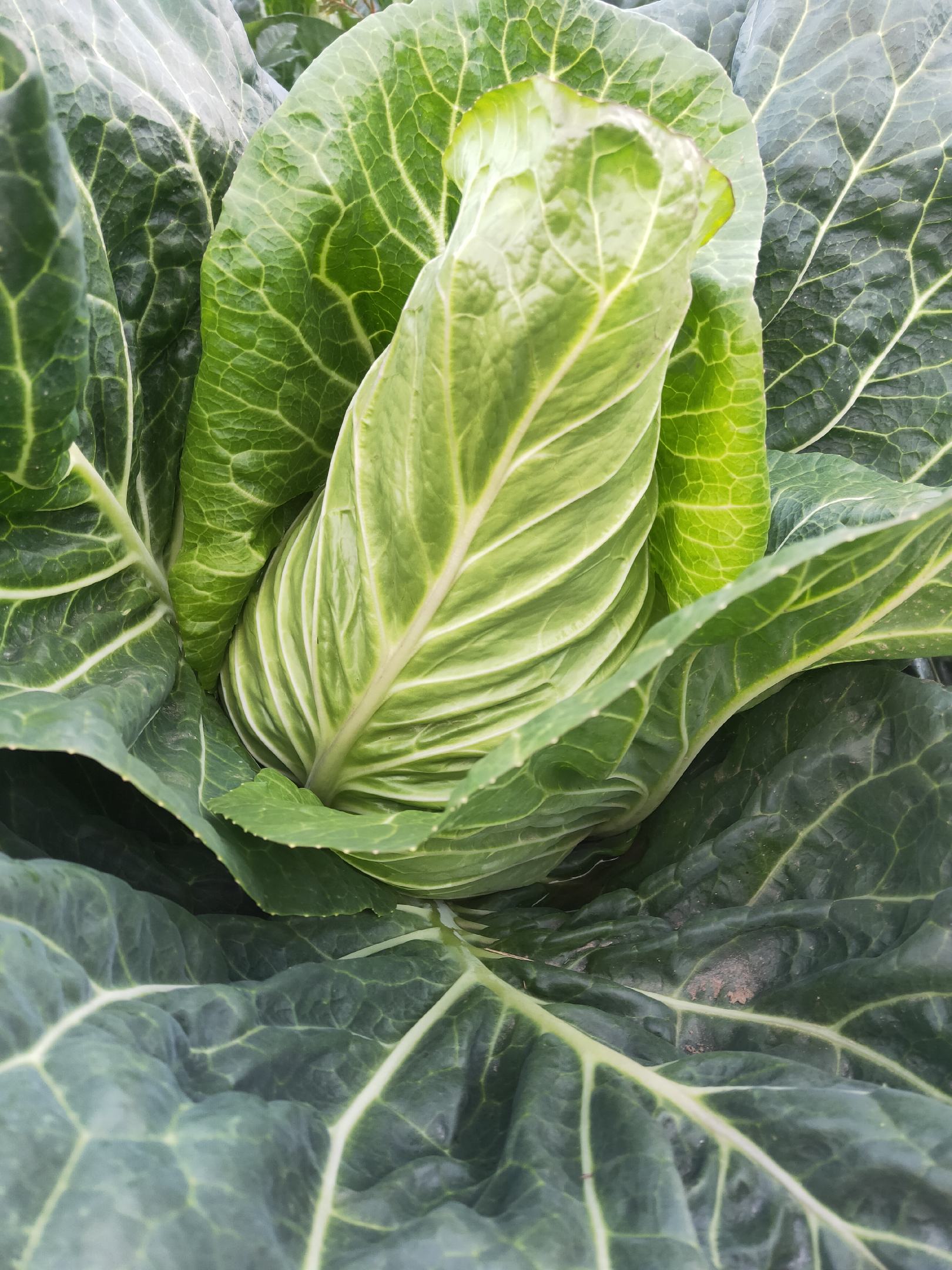 [牛心甘蓝批发]产于高海拔,阳光沐浴,价格0.70元/斤 - 一亩田