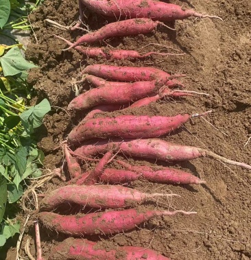 [板栗薯批发]薯芋类价格1.30元/斤 - 一亩田