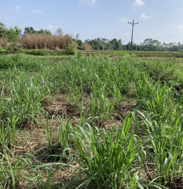 00元/件 - 一亩田