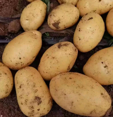 希森土豆-预售(自产自销,种植户代销,诚信供应商