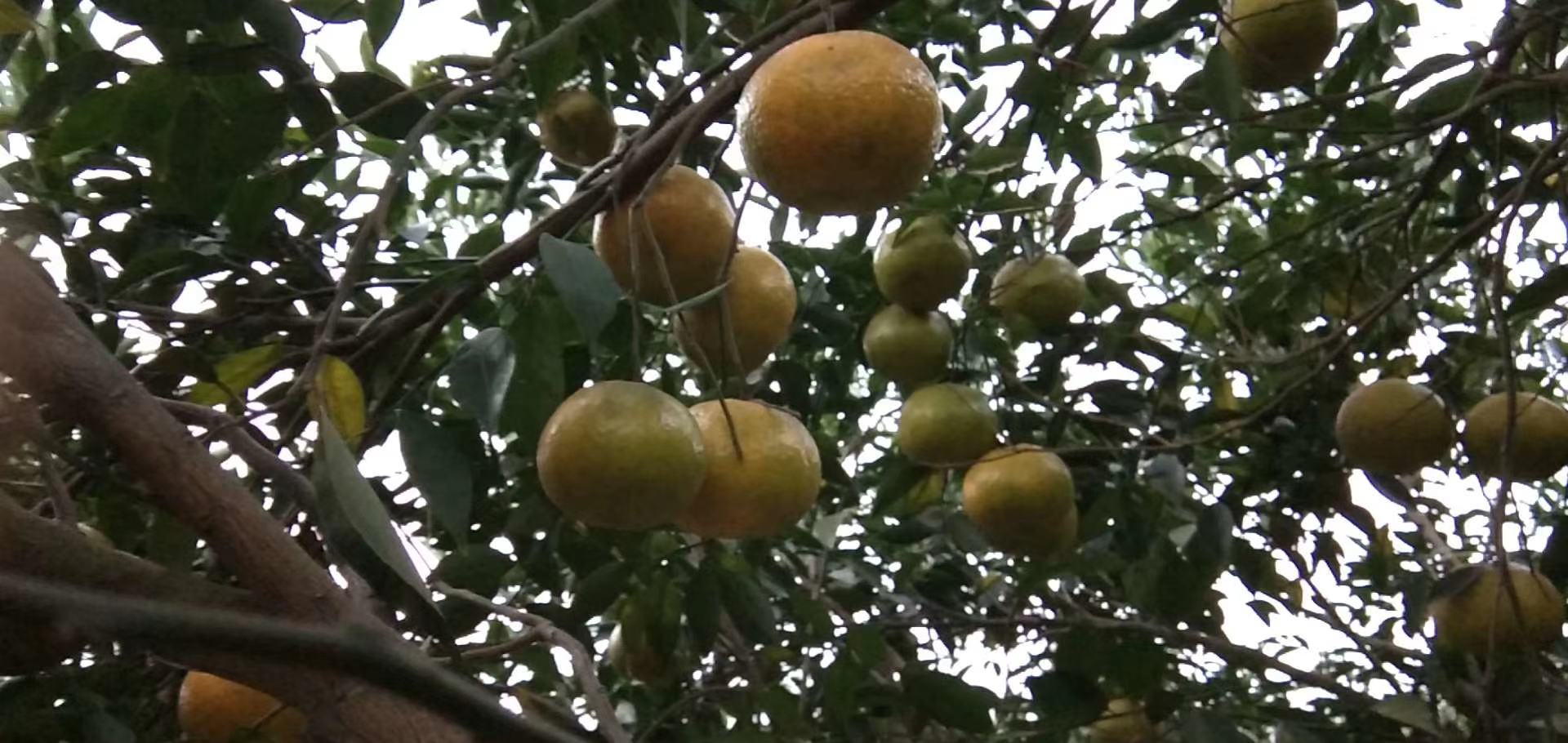 橙子与柚皮苷分子结构示意图