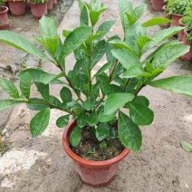 蓝蝴蝶花苗盆栽客厅阳台庭院花卉植物开花似蝴蝶蓝色奇特花