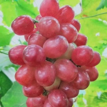 红玫香葡萄苗，车厘子葡萄特早熟香甜，浓玫瑰香型，基地直发