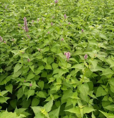 [藿香批发]中药材,藿香价格6.00元/斤 - 一亩田