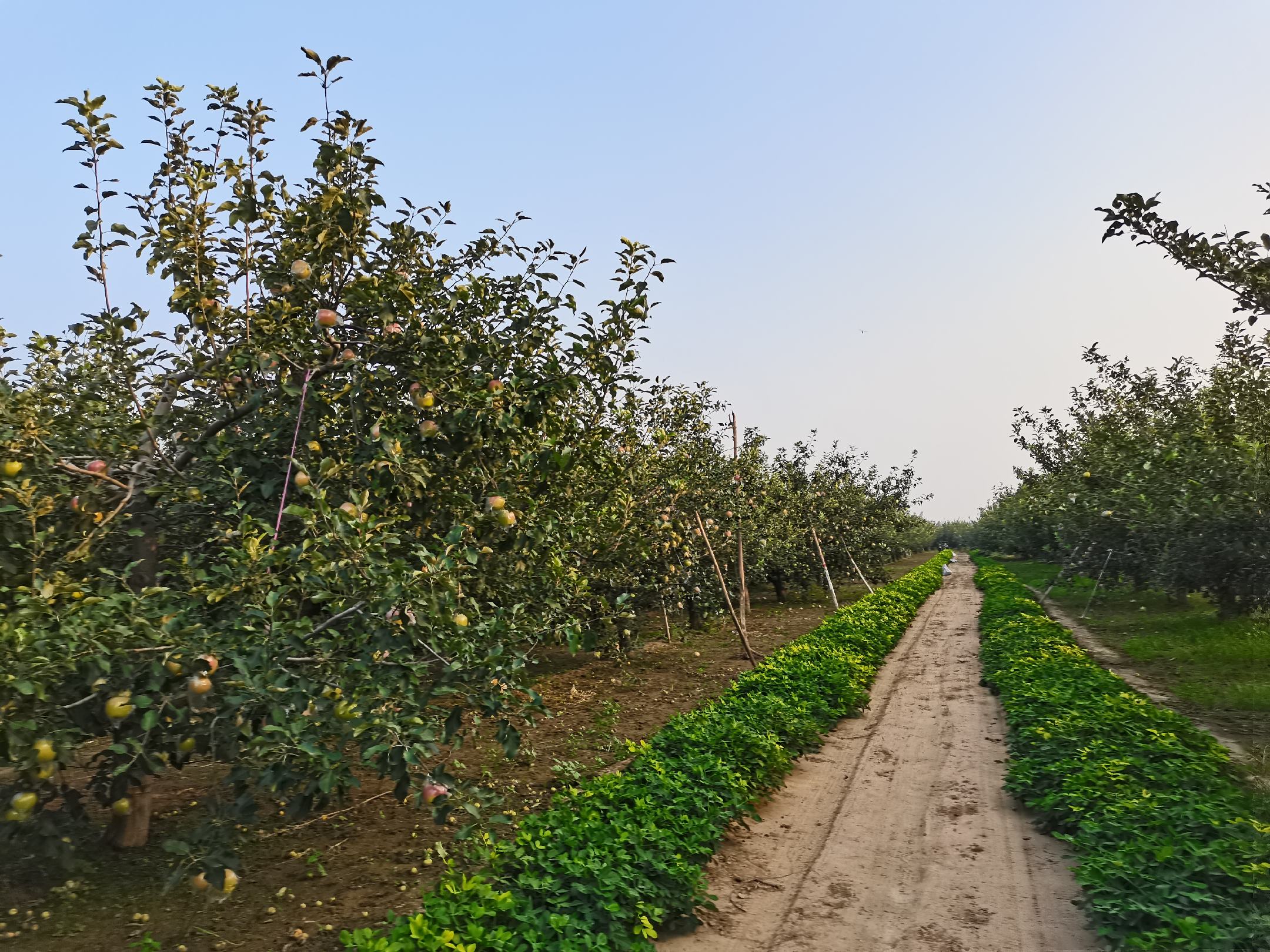 一片郁郁葱葱的八美苹果种植园,阳光洒在挂满果实的果树上,成熟的苹果呈现红黄相间色泽,树下有果农正在采摘,背景为青山环绕的生态果园环境 八美苹果果园全景