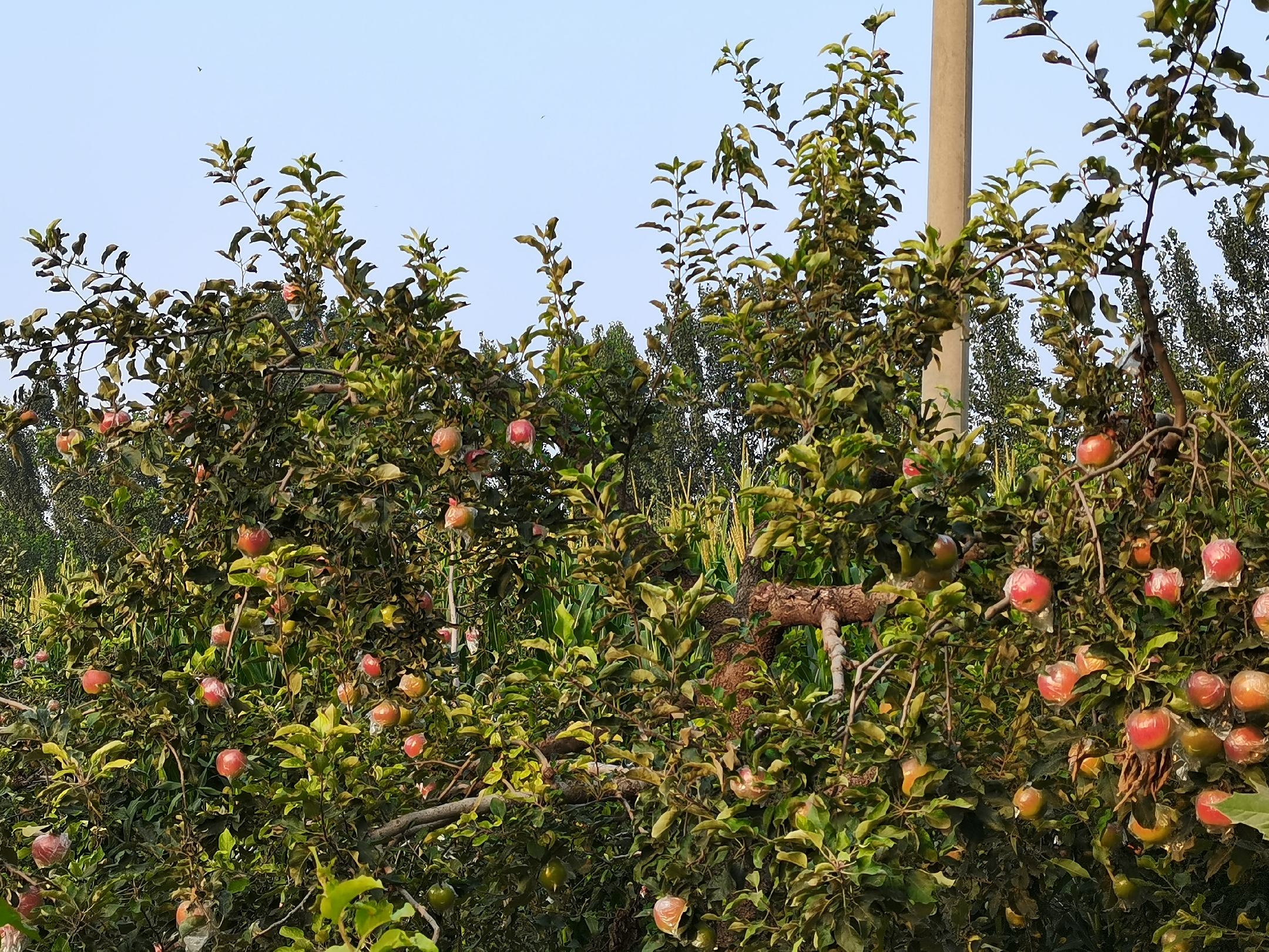 工人正在果园中手工采摘美八苹果并放入篮筐