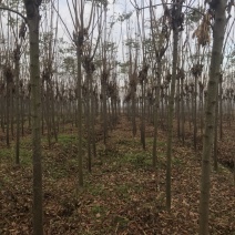 栾树