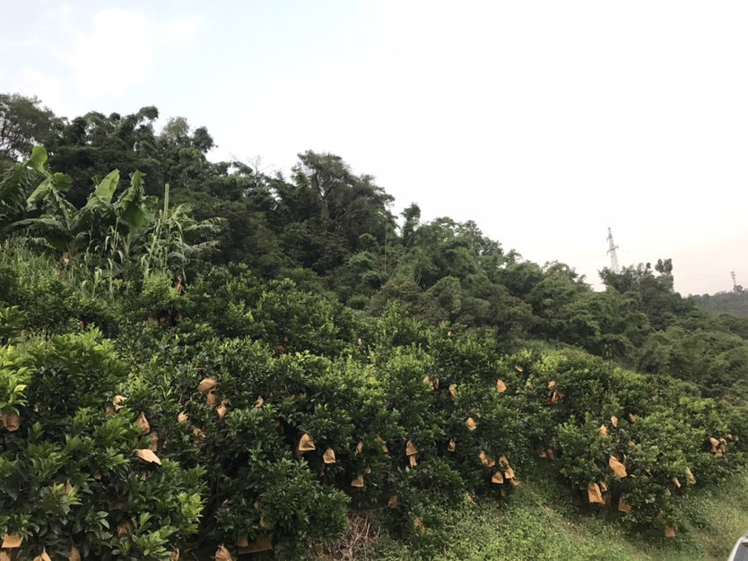 果园中正在进行修剪作业的纽荷尔脐橙树