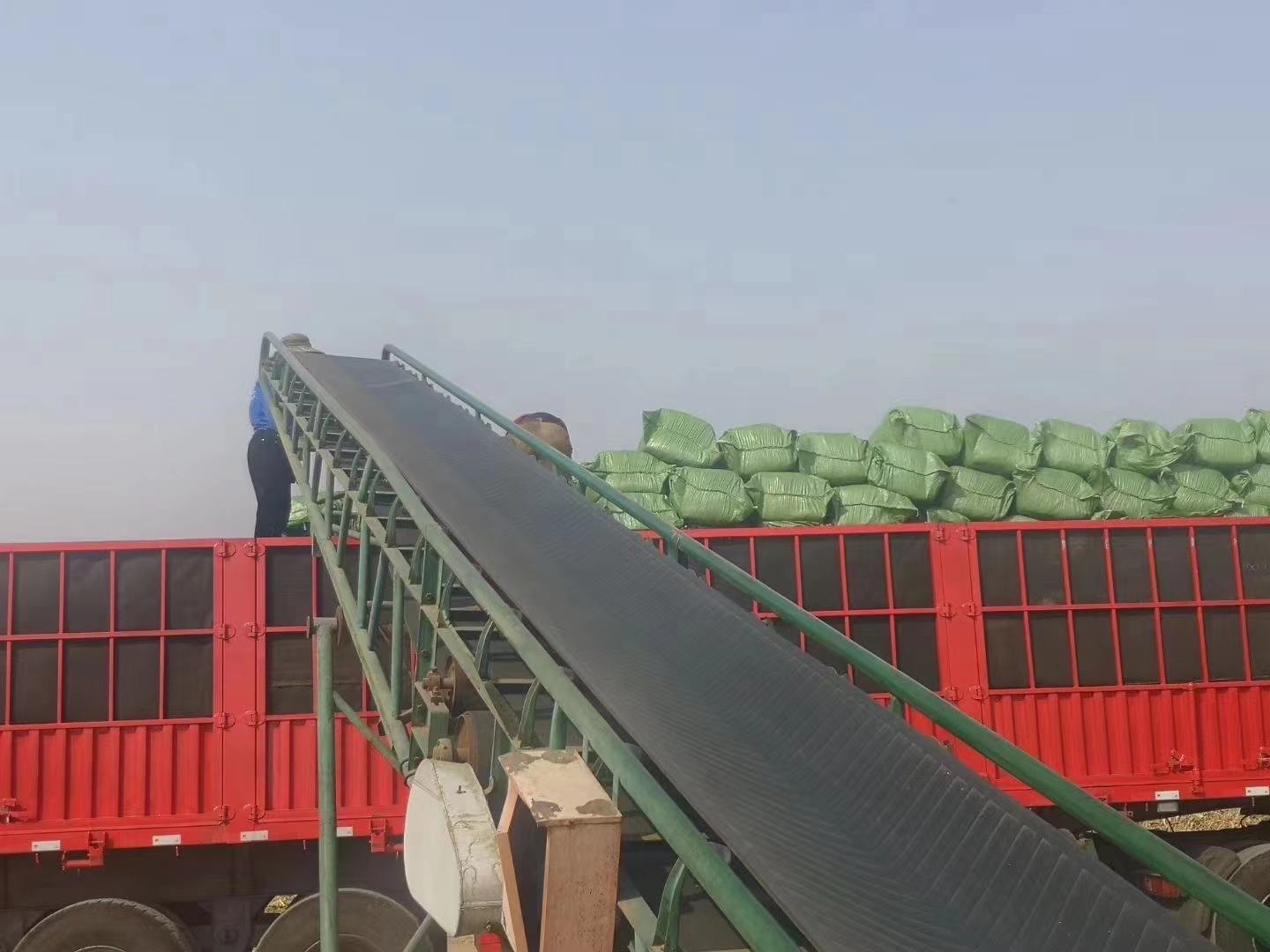 青储玉米收割现场