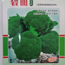 碧丽西兰花优质饱满细腻型品种，后期不变色，高抗黑腐病软腐