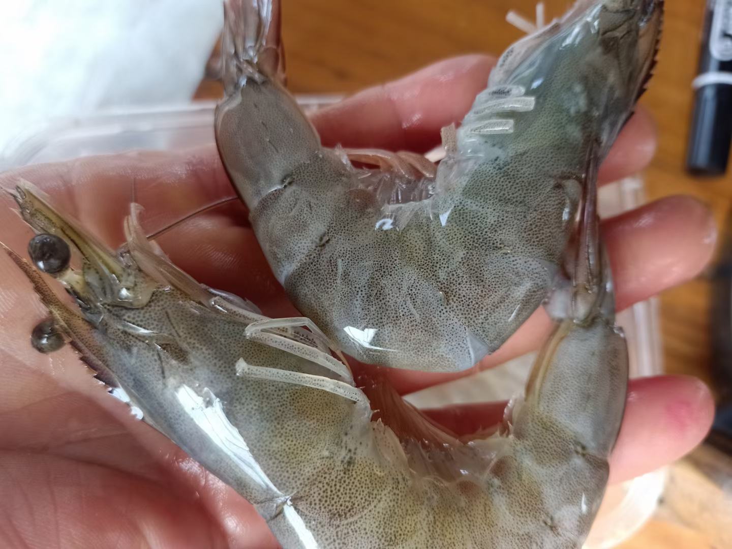 对虾感染弧菌症状图