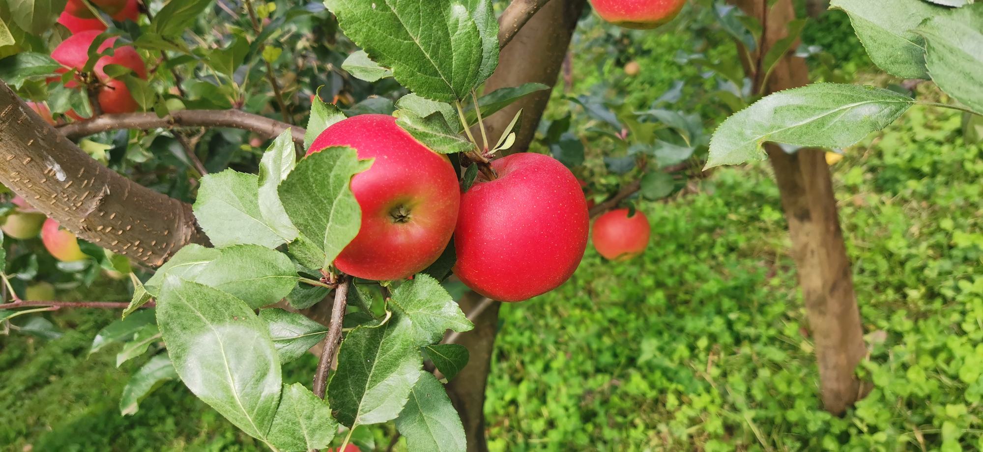 果园中的金都红嘎啦苹果树