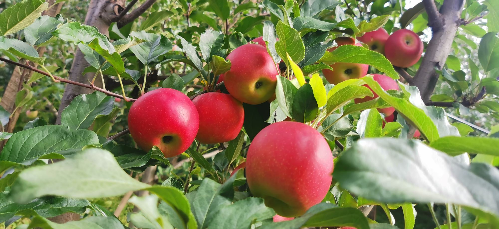 成熟采摘的新疆嘎啦苹果特写